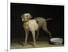 Dog, 1751-Jean-Baptiste Oudry-Framed Giclee Print