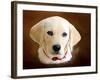 Dog 1A-Ata Alishahi-Framed Giclee Print