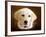 Dog 1A-Ata Alishahi-Framed Giclee Print