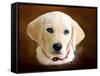 Dog 1A-Ata Alishahi-Framed Stretched Canvas