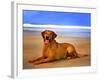 Dog 2A-Ata Alishahi-Framed Giclee Print