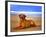 Dog 2A-Ata Alishahi-Framed Giclee Print