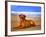 Dog 2A-Ata Alishahi-Framed Giclee Print