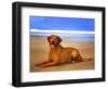 Dog 2A-Ata Alishahi-Framed Giclee Print