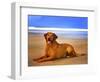 Dog 2A-Ata Alishahi-Framed Giclee Print