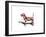 Dog 3-Mark Ashkenazi-Framed Premium Giclee Print