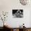 Dog Acts as a Waiter 1965-Staff-Photographic Print displayed on a wall