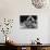 Dog Acts as a Waiter 1965-Staff-Mounted Photographic Print displayed on a wall