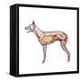 Dog Anatomy, Artwork-Friedrich Saurer-Framed Stretched Canvas