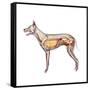 Dog Anatomy, Artwork-Friedrich Saurer-Framed Stretched Canvas