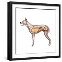 Dog Anatomy, Artwork-Friedrich Saurer-Framed Premium Photographic Print