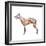 Dog Anatomy, Artwork-Friedrich Saurer-Framed Premium Photographic Print