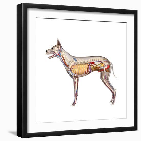 Dog Anatomy, Artwork-Friedrich Saurer-Framed Premium Photographic Print