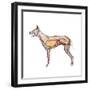 Dog Anatomy, Artwork-Friedrich Saurer-Framed Premium Photographic Print