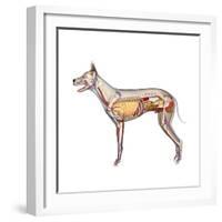 Dog Anatomy, Artwork-Friedrich Saurer-Framed Premium Photographic Print