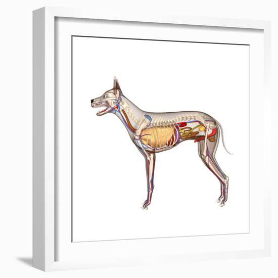 Dog Anatomy, Artwork-Friedrich Saurer-Framed Premium Photographic Print