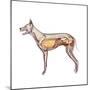 Dog Anatomy, Artwork-Friedrich Saurer-Mounted Premium Photographic Print