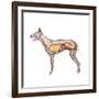 Dog Anatomy, Artwork-Friedrich Saurer-Framed Photographic Print