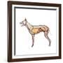 Dog Anatomy, Artwork-Friedrich Saurer-Framed Photographic Print