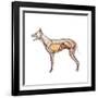 Dog Anatomy, Artwork-Friedrich Saurer-Framed Photographic Print