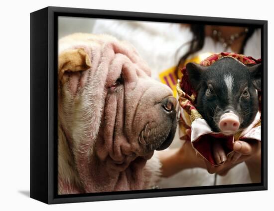 Dog and a Pig are Displayed During a Promotional Event at a Hong Kong Shopping Mall-null-Framed Stretched Canvas