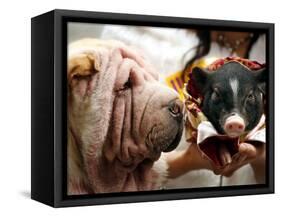 Dog and a Pig are Displayed During a Promotional Event at a Hong Kong Shopping Mall-null-Framed Stretched Canvas