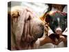 Dog and a Pig are Displayed During a Promotional Event at a Hong Kong Shopping Mall-null-Stretched Canvas