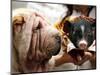 Dog and a Pig are Displayed During a Promotional Event at a Hong Kong Shopping Mall-null-Mounted Photographic Print