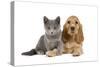 Dog and Cat Cocker Spaniel Puppy in Studio-null-Stretched Canvas