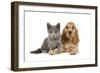 Dog and Cat Cocker Spaniel Puppy in Studio-null-Framed Photographic Print