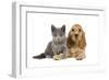 Dog and Cat Cocker Spaniel Puppy in Studio-null-Framed Photographic Print