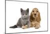 Dog and Cat Cocker Spaniel Puppy in Studio-null-Mounted Photographic Print