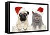 Dog And Cat In Red Christmas Hat-Jagodka-Framed Stretched Canvas