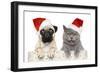 Dog And Cat In Red Christmas Hat-Jagodka-Framed Photographic Print