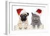 Dog And Cat In Red Christmas Hat-Jagodka-Framed Photographic Print