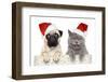 Dog And Cat In Red Christmas Hat-Jagodka-Framed Photographic Print