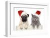 Dog And Cat In Red Christmas Hat-Jagodka-Framed Photographic Print