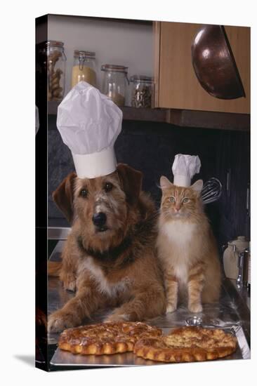 Dog and Cat Making Pizza-DLILLC-Stretched Canvas