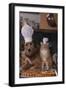 Dog and Cat Making Pizza-DLILLC-Framed Photographic Print