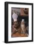 Dog and Cat Making Pizza-DLILLC-Framed Photographic Print