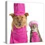 Dog and Cat Ready for Cooking-websubstance-Stretched Canvas