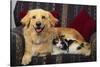 Dog and Cat Sitting in a Chair-DLILLC-Stretched Canvas