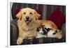 Dog and Cat Sitting in a Chair-DLILLC-Framed Photographic Print