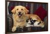 Dog and Cat Sitting in a Chair-DLILLC-Framed Photographic Print