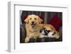 Dog and Cat Sitting in a Chair-DLILLC-Framed Photographic Print