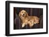 Dog and Cat Sitting in a Chair-DLILLC-Framed Photographic Print