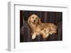 Dog and Cat Sitting in a Chair-DLILLC-Framed Photographic Print