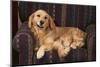 Dog and Cat Sitting in a Chair-DLILLC-Mounted Photographic Print