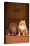 Dog and Cat Sitting on Front Step-DLILLC-Stretched Canvas