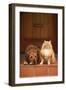 Dog and Cat Sitting on Front Step-DLILLC-Framed Photographic Print